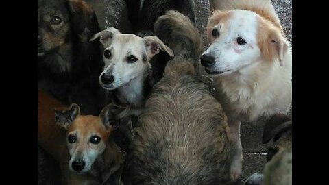 Shelter with several dogs gathered