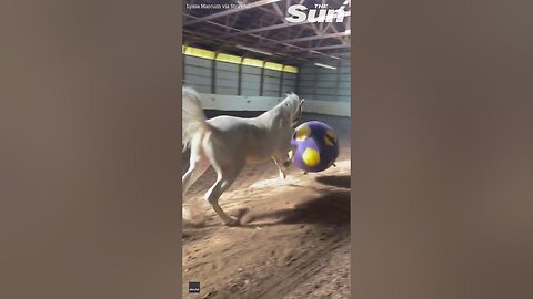 Horse gets excited play with new ball and show off football skills