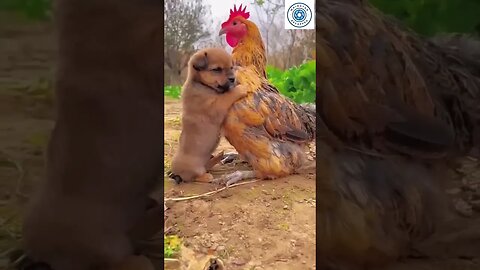 Puppy love friends with chicken. #shorts #puppies #chicken