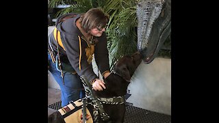 Service dog meets raptor from Jurassic Park