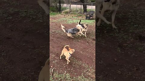 Dog Fun Bite Work | Mini Pincher vs. German Shepherd | Happy Chemicals | Dog DIY in 4D