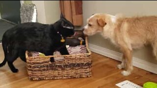 Annoying cat ruins dog's nap