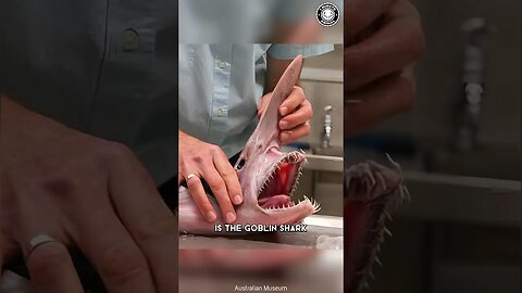 Goblin Shark 🦈 The Most Bizarre Shark!