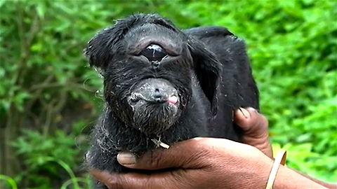 Check Out India’s Cyclops Baby Goat