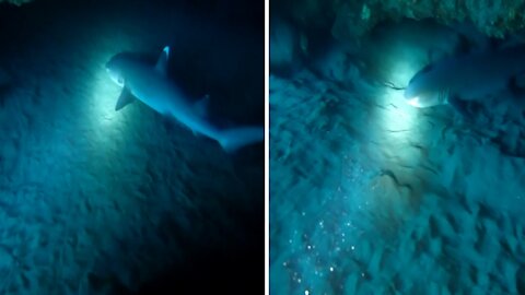 White Tip Reef Shark