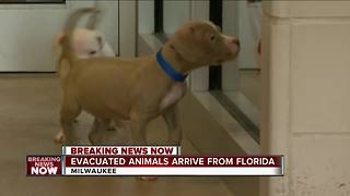 Evacuated animals arrive from Florida to Wisconsin