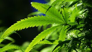 Los Angeles County To Dismiss Nearly 66,000 Marijuana Convictions