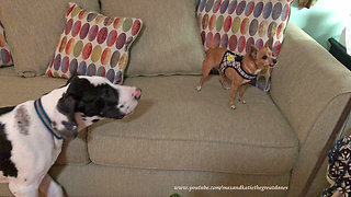 Great Dane puppy plays with tiny chihuahua