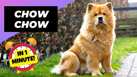Chow Chow - In 1 Minute! 🐶 One Of The Most Expensive Dog Breeds In The World | 1 Minute Animals