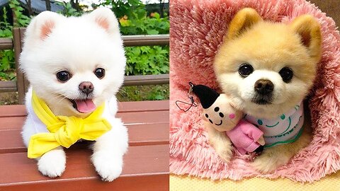 Baby Dogs - Cute and Funny Dog Videos Compilation #26 | Aww Animals