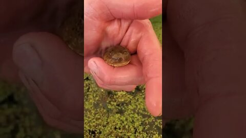 Giant bullfrog tadpole (super cute tadpole) ||releasing tadpole in duckweed pond|| #shorts