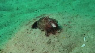 Octopus spews out crab leftovers