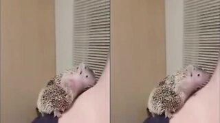 Hedgehog Scratching His Itch While On His Owner's Neck