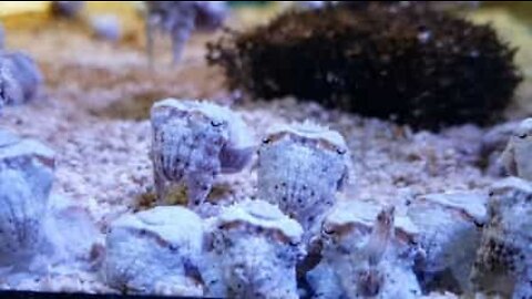 Gulliga sepialiknande bläckfiskar ser ut som rymdvarelser