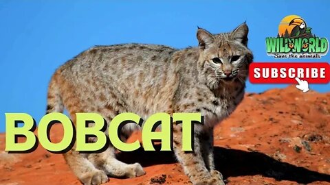 amazing bobcat facts