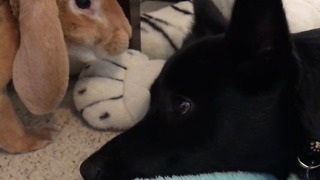 Puppy And A Bunny Rabbit Adorably Relax Together