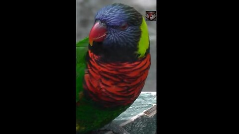 THE RAINBOW LORIKEETS FACTS #shorts #amazingfacts #animals #birds