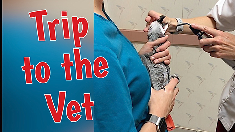 Einstein The Talking Parrot Is Anxious To Visit The Veterinarian