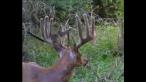Fred Zepplin 2021, 7/27/21 "Biggest Buck" Yet!!!! 12 Points And Growing