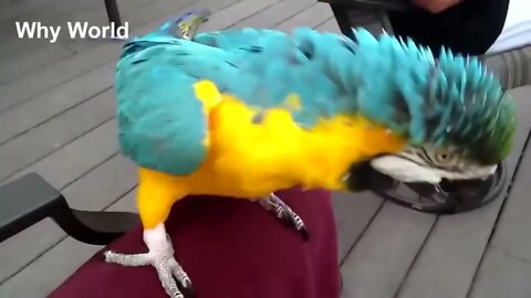 Funny Birds Imitate - Cute Baby Parrot Bird Videos