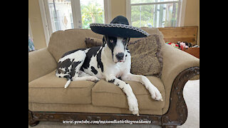 Funny Great Dane Isn't Too Sure About Cinco De Mayo Sombrero