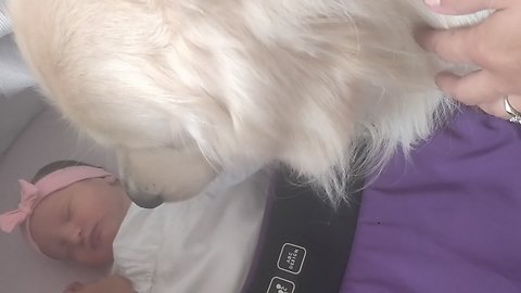 Gentle Doggy Is Anxious To Meet A Newborn Baby