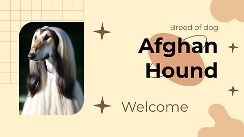 Afghan Hound Dog Breed Information | Dog Breeds