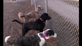 Pack of dogs bark and obsessively stare at bunny