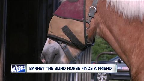 Meet Barney the blind horse and his best friend