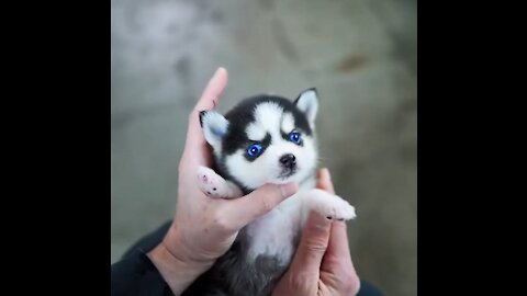 Micro Husky Baby Puppy