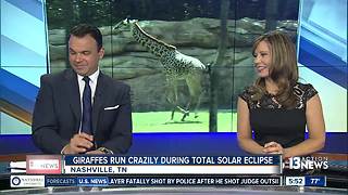zoo eclipse