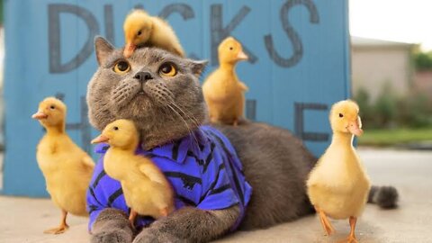 Mom for Ducks VS Cat