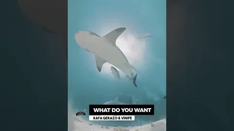 GoPro gets eaten by a SHARK 😯🦈📷🌊 Music from Bass Rebels
