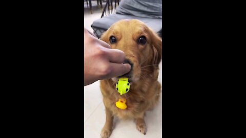 That's how a dog learns to blow a whistle! #shorts #pets #dogs #funny