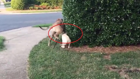 Dog walks puppy, accidentally gives him "surprise bath"