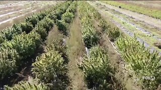 Florida farmers hope hemp can help to rebound from the COVID-19 pandemic