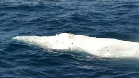 Rara balena albina avvistata in Australia