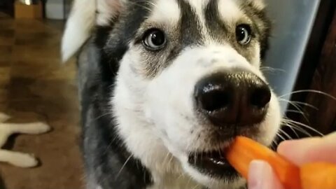 Huskies Eat Carrots For The First Time and They Like it !