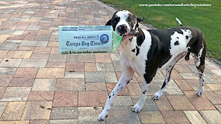 Great Dane Delivers Perfect "Read All About It" Newspaper Headline