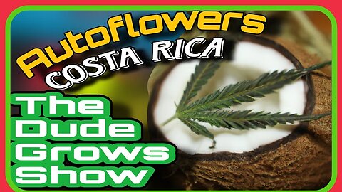 Autoflowering Cannabis: Common Mistakes to Avoid in the Home Grow -Dude Grows Show 1,480