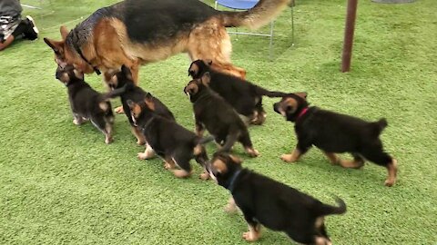 German Shepherd PUPPIES 8 weeks and DAD Play 2022