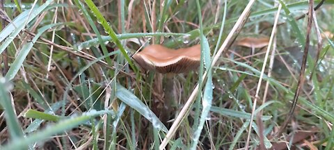 South Australia Psilocybe Subaeruginosa Adelaide Hills