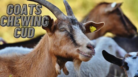 Goat Chewing Her Cud | Chewing Cud Animals Videos | Kingdom Of Awais