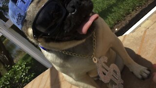 Pug Life Part 4- 9/26/2021- 4K