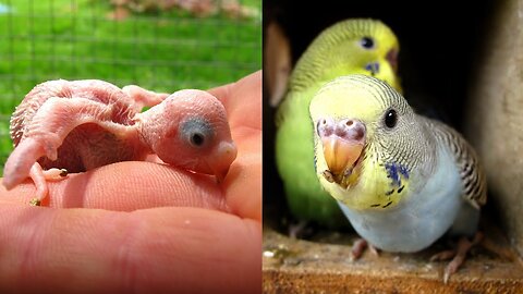 Have you ever experienced to see baby budgies/baby playing with budgies/feeding