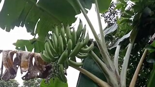 Tanduk Banana Tree