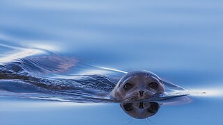 Commerce Department Agrees To Designate Critical Habitat For Seals