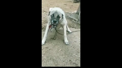 pit bull dog 🐕 💪 😤