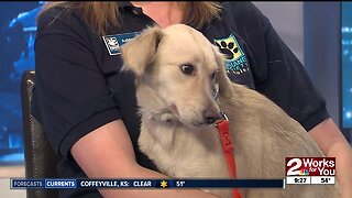 Pet of the Week: Luna, six-month-old Lab mix