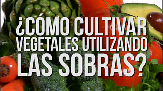 ¿Cómo Cultivar Vegetales Utilizando Las Sobras?